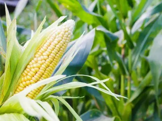 感恩農(nóng)民，珍惜糧食