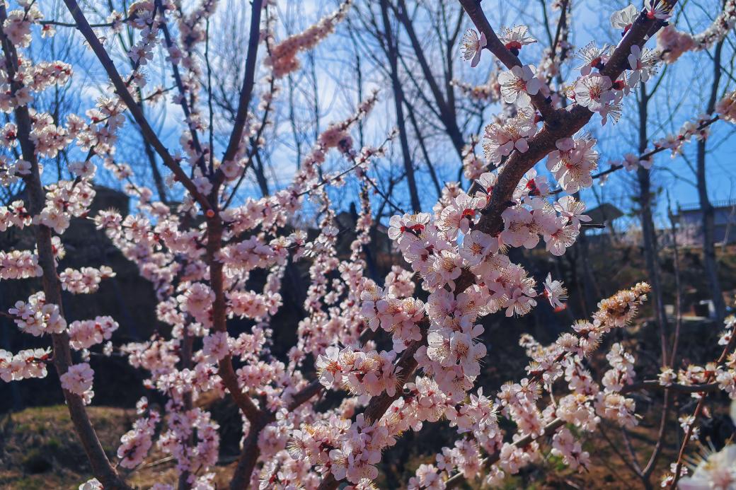 關(guān)于春天：微風(fēng)，野花，風(fēng)箏，還有好久不見的你