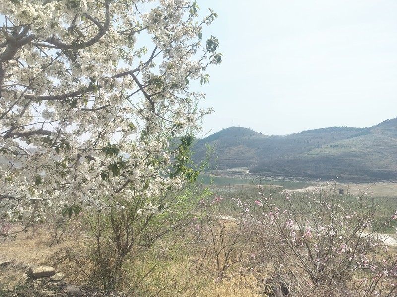 春之希望：臨臨高速大干施工的奮進篇章