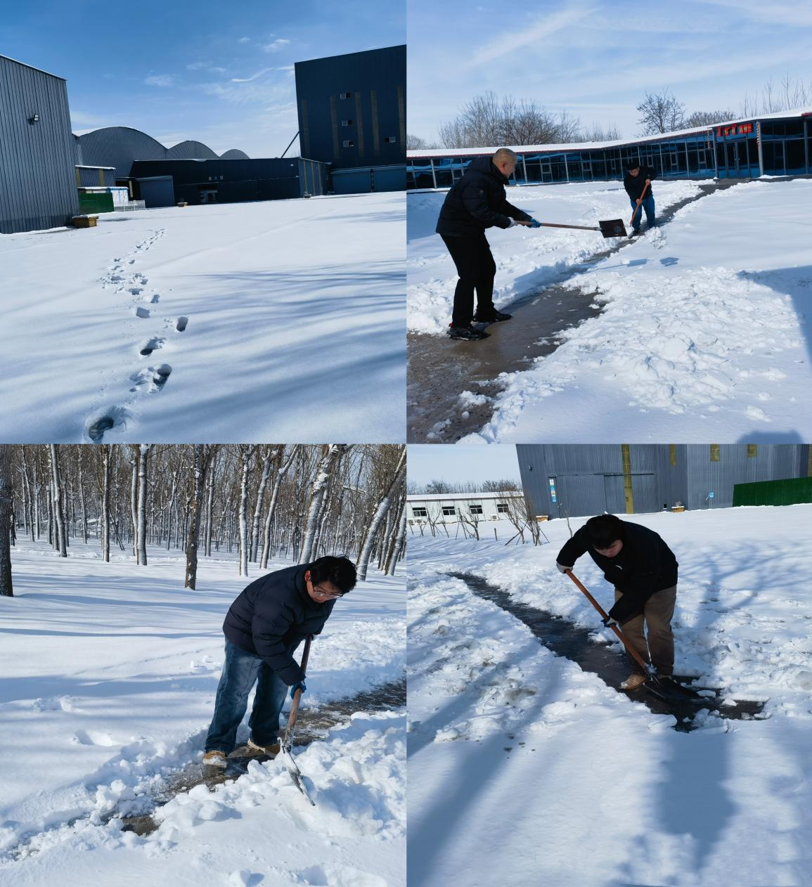 三月飛雪映初心