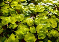 又到榆錢飄香時(shí)