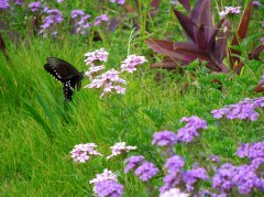 春君本是多情客，吻醉群芳惹蝶旋