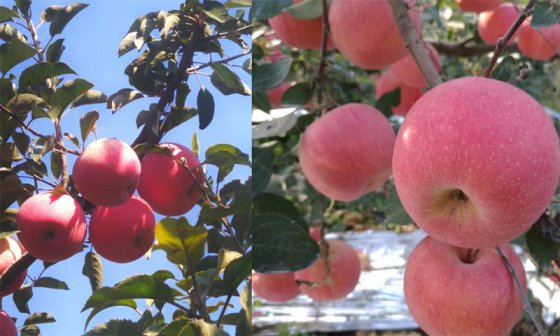 臨臨高速專題：美麗的沂源紅